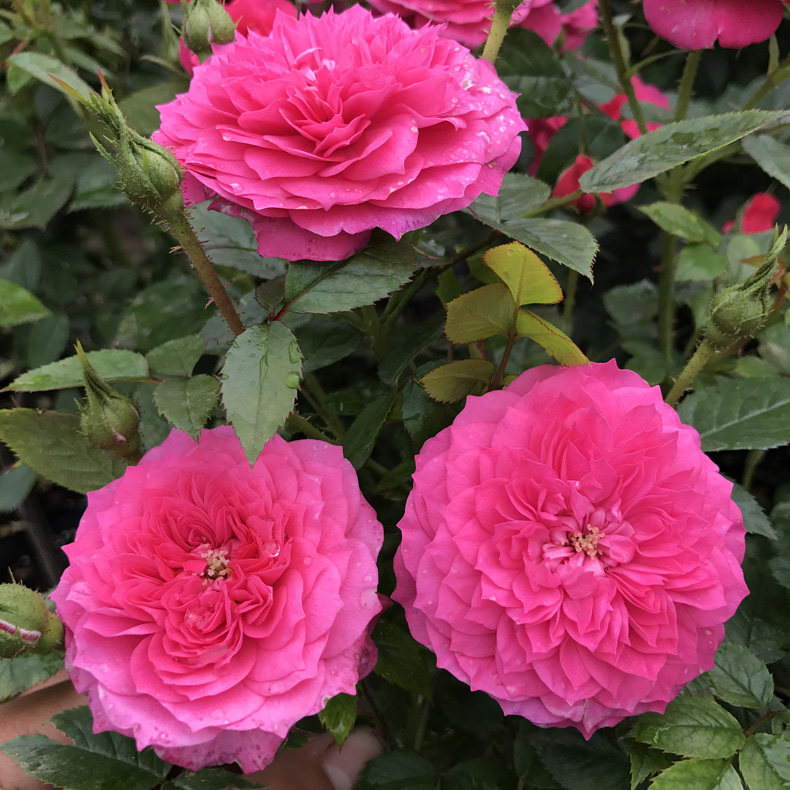 微月榴花秋舞月季月季花花苗阳台四季玫瑰花盆栽时令草本花卉
