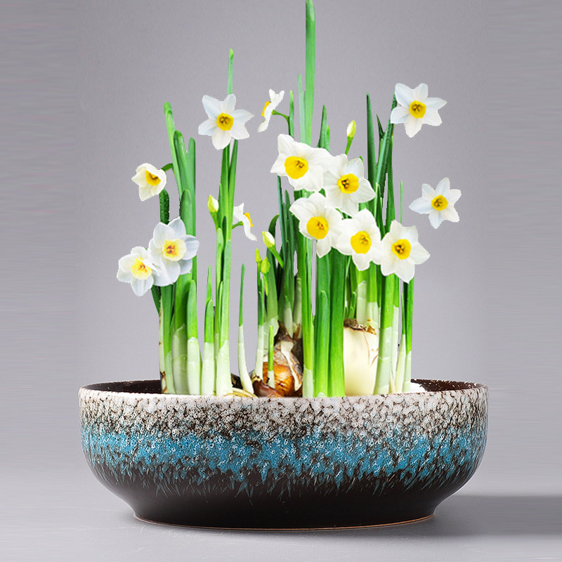 水仙水仙花花盆陶瓷大号家用无孔铜钱专用一叶花盆