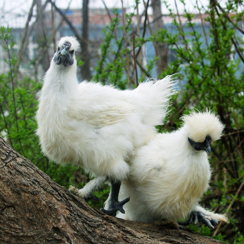 筱诺 农装喂养乌鸡现杀乌骨鸡新鲜孕妇月子鸡土鸡溜达鸡750g/只