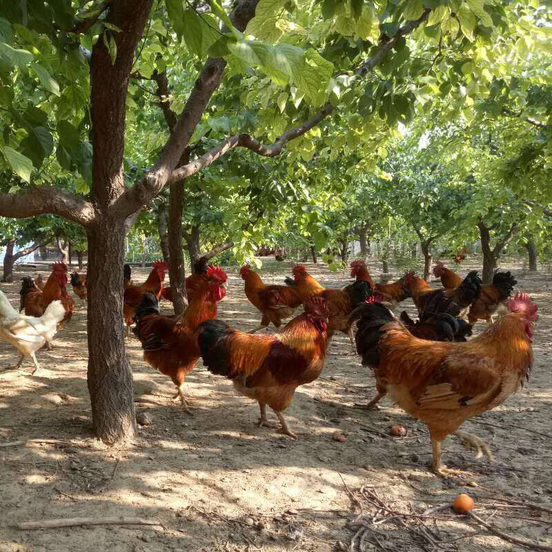 土鸡肉 农家散养鸡大公鸡柴鸡走地鸡新鲜现宰溜达鸡重约3斤/只