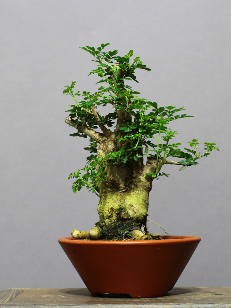 盆栽掌上精品对接白蜡老桩盆景熟桩矮霸绿植绿植