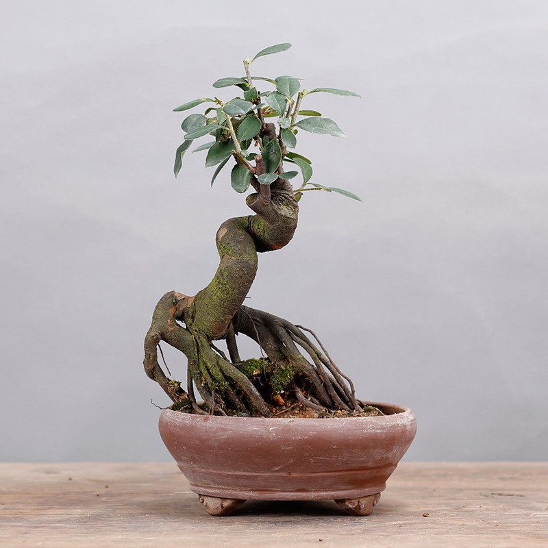 盆景木瓜盆栽小品微型一物一拍观杂木庭院绿植绿植