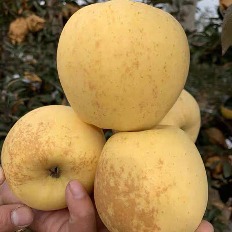 正宗元帅10斤金帅黄金帅非黄维纳斯多汁脆甜水果苹果