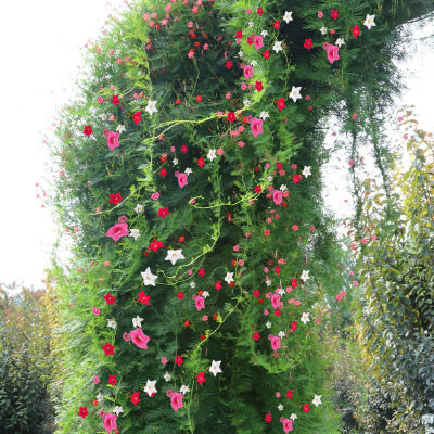 种子羽叶茑萝花种室内花卉庭院阳台盆栽爬藤家庭园艺种子
