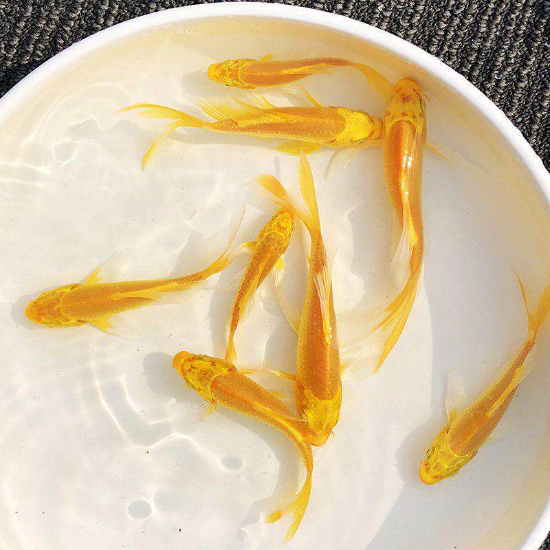 锦鲤家养养鱼耐活好养小鱼黄金观赏鱼招财淡水鱼