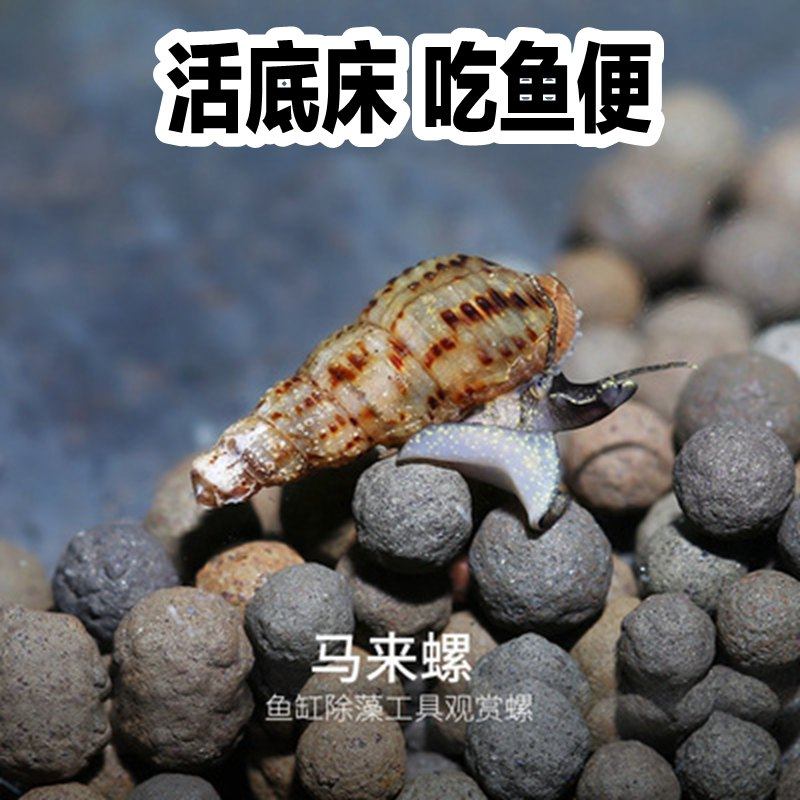 马来螺观赏螺苹果螺活体除藻螺鱼缸清洁螺吃鱼屎工具螺淡水繁殖螺_双