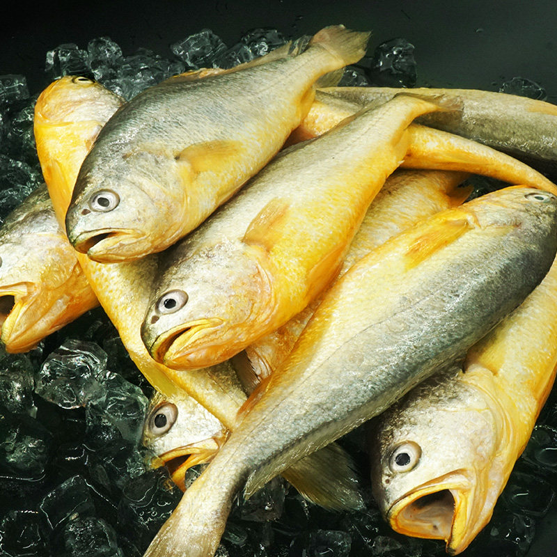 青岛黄花鱼新鲜3斤鲜活深海大黄鱼海鲜冷冻生鲜黄鱼