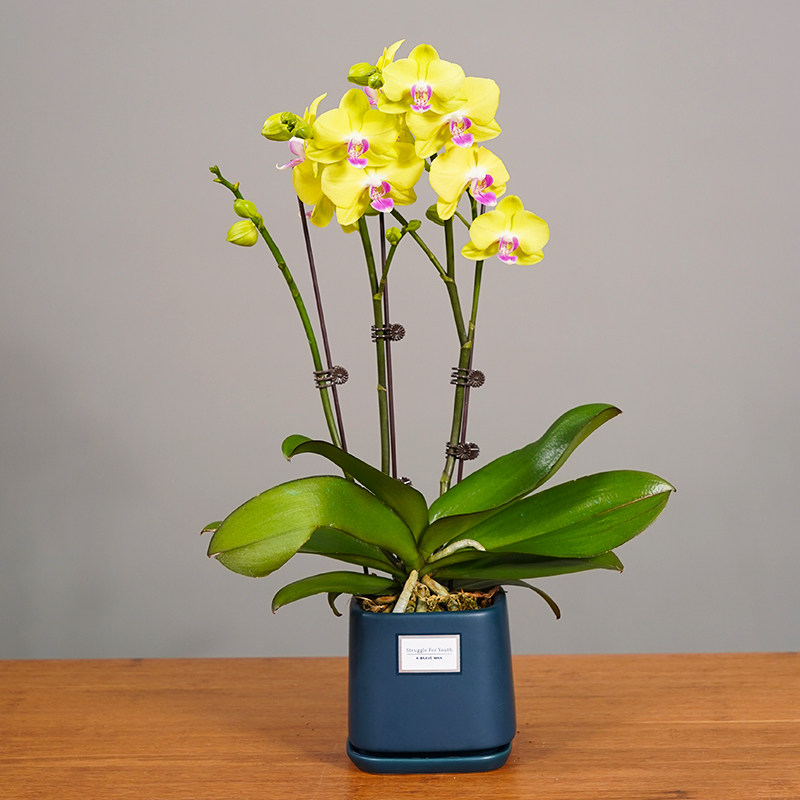 植物盆栽2022新款蝴蝶兰带花发货四季开花室内时令草本花卉