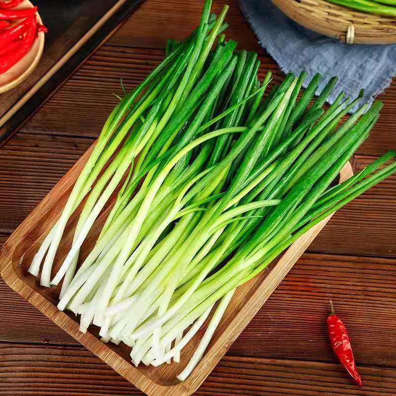 农家自种东北小葱4斤新鲜葱苗发芽香葱白露葱类