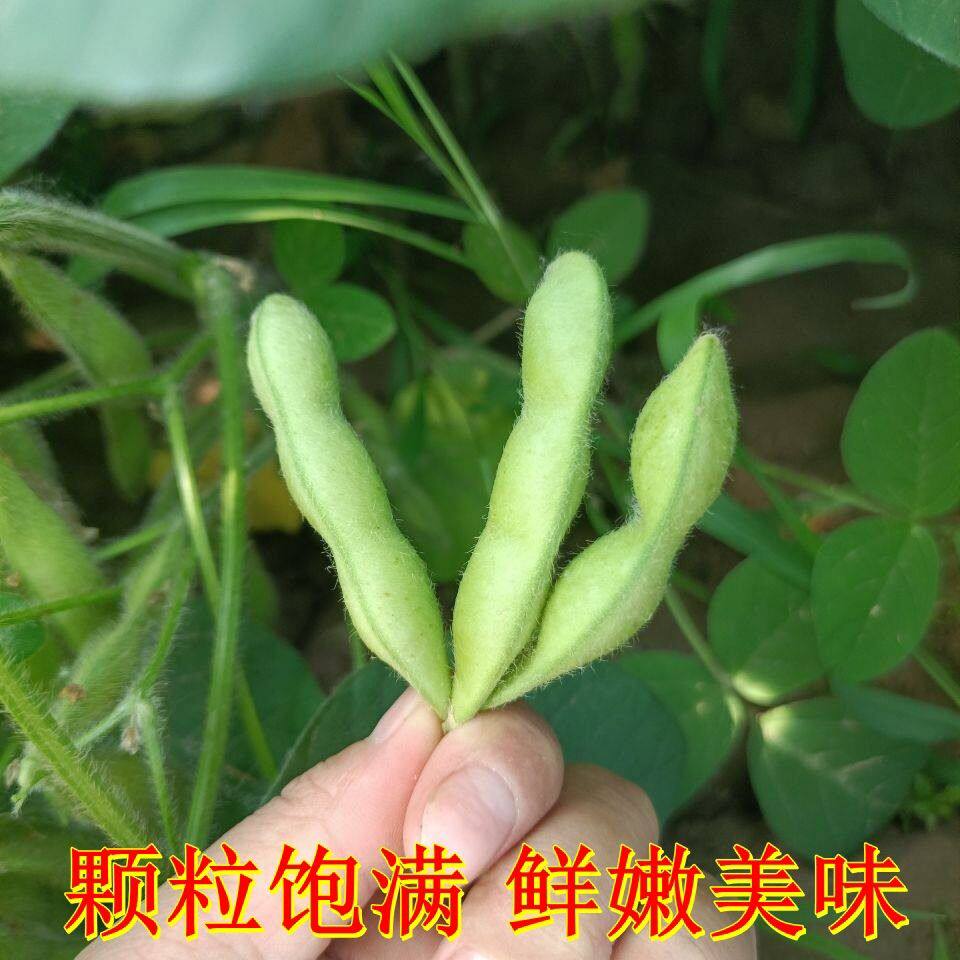 新鲜嫩生毛蔬菜当季大豆整箱现摘豆角自种农家新鲜豆类