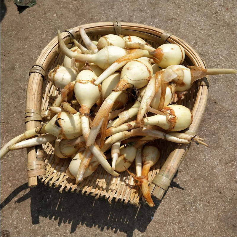 慈姑云南高原净重5斤包邮白慈菇新鲜慈菰茨姑其它