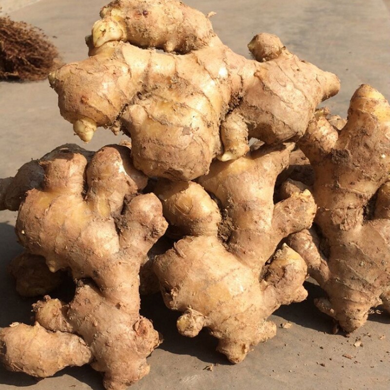 新鲜月子蔬菜姜蔬菜老母5斤干姜泥姜自种黄姜生姜