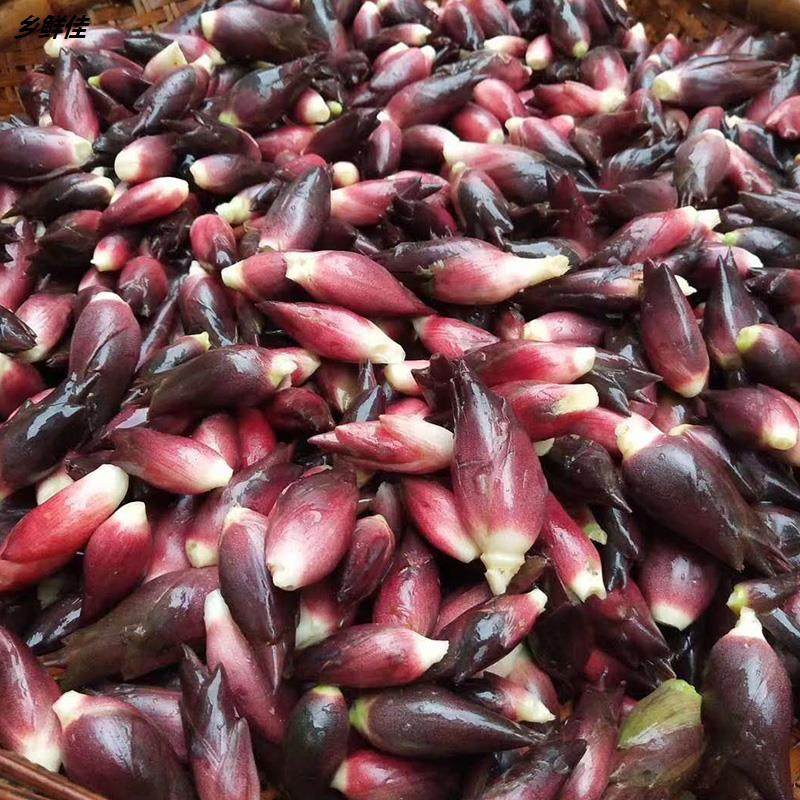 新鲜现摘阳荷3斤野菜洋荷洋藿阳何茗荷蔬菜其它