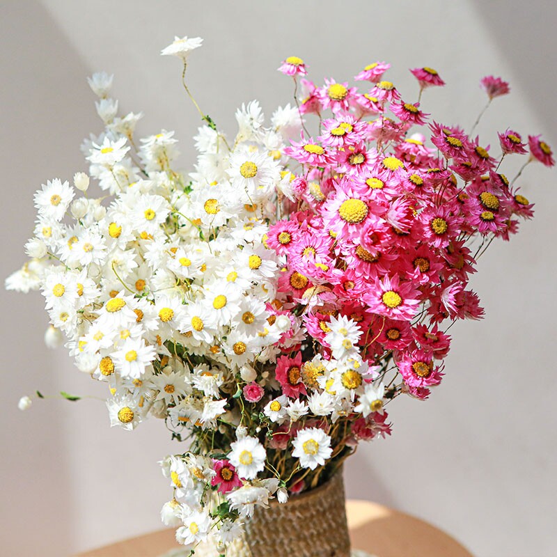 鲁丹鸟 迷你白色小雏菊干花风干花束真花ins网红店橱窗装饰罗丹斯