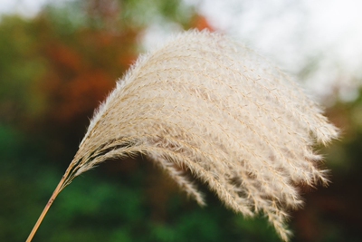芦苇干花 拂尘花 野生芦苇花 狗尾巴草 宝石草干花永生花花束