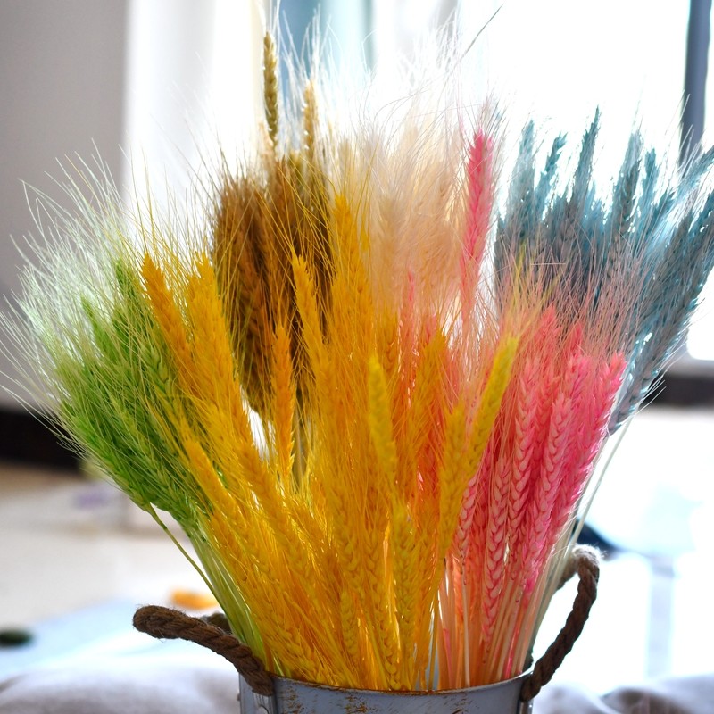 麦穗50支一束天然干花室内装饰大麦花束小麦拍摄干花