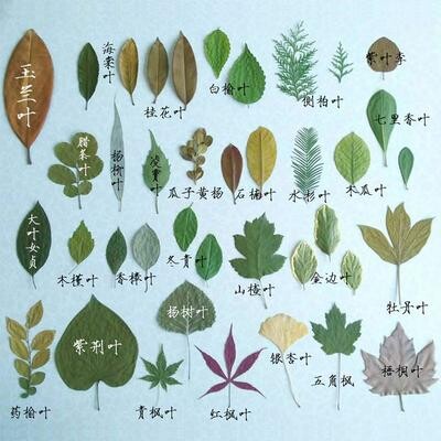 梧桐树叶标本干花复古落叶装饰摄影道具平整秋叶diy手工绘画材