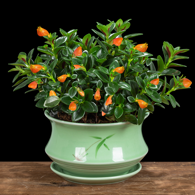 金鱼花易活净化空气绿植精品阳台金鱼草观花花卉