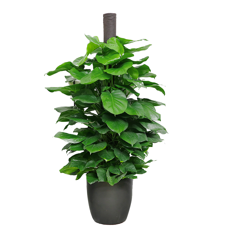 绿植盆栽深圳大叶绿萝爬柱甲醛室内大型客厅大型绿植