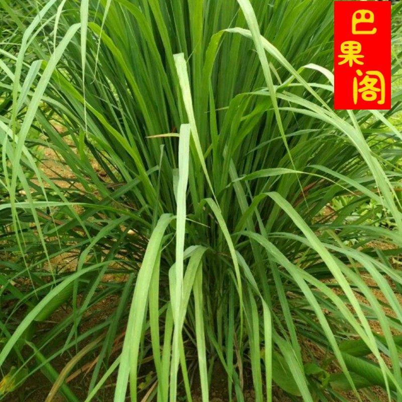 新鲜茅草柠檬草冬阴功汤泰式料理调味材料净重其它