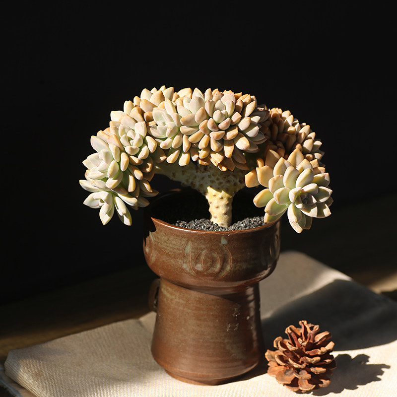 西童淡雪缀化造型老桩超大精品整桩多肉植物多肉植物