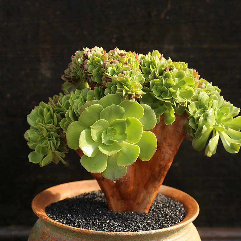 韶修缀化大老桩法师多肉植物盆栽绿植老板子法师系列办公室阳台