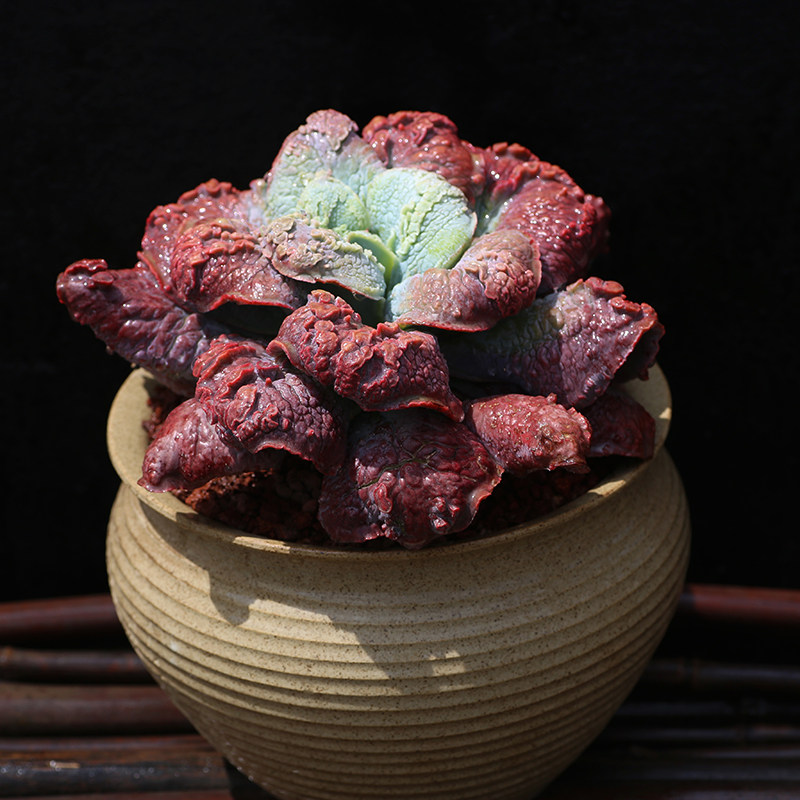 西童狂野男爵多肉植物老桩尼古拉斯全疣石莲带瘤子多肉植物