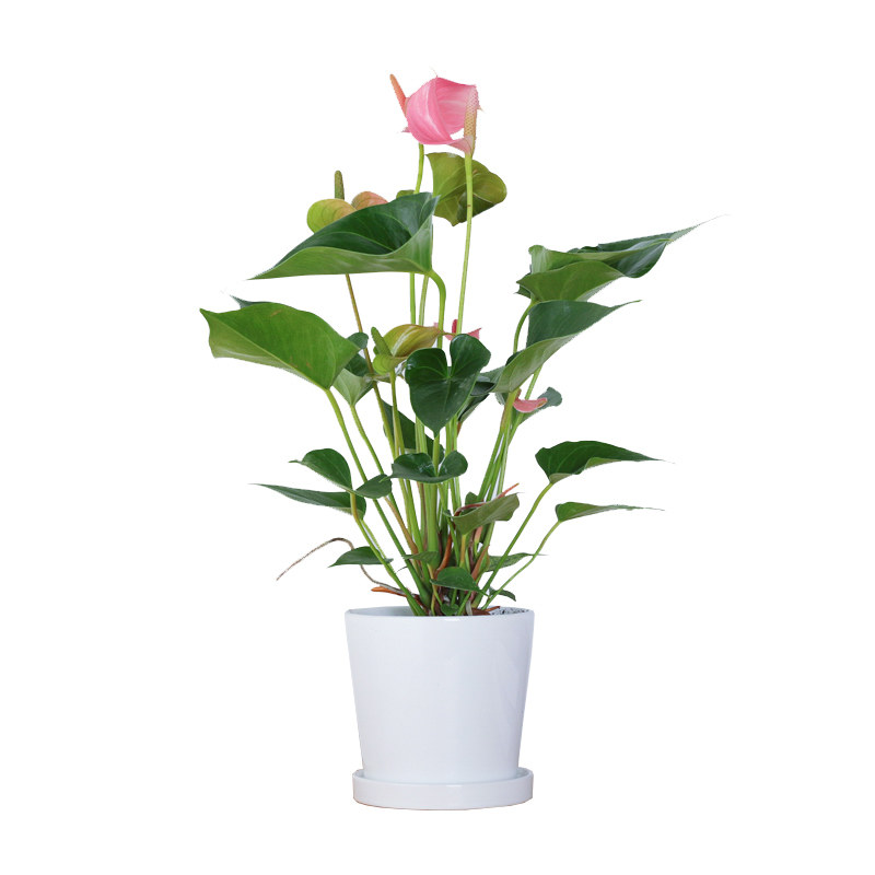 富贵叶红掌粉掌盆栽办公办公室室内植物鸿运当头四季绿植