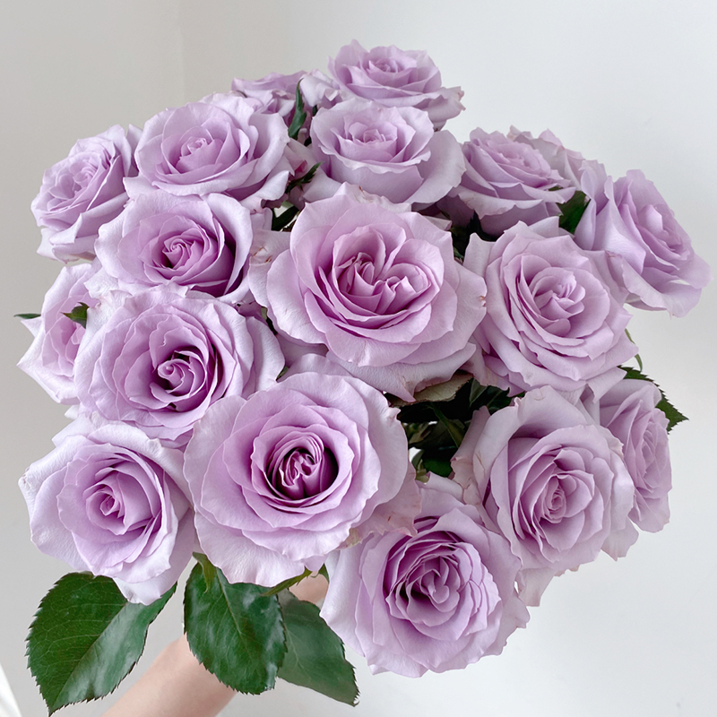 海洋之歌紫色切花月季玫瑰玫瑰花花苗家居阳台花卉