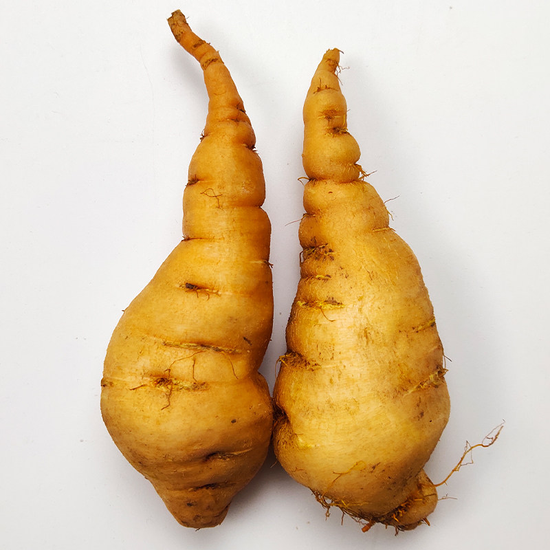 地黄正宗焦作新鲜地髓野生根泡水中中药材500g15-20生地黄