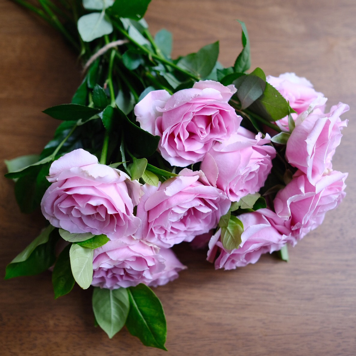 乐作flora稀有品种娇兰玫瑰10枝空运干花