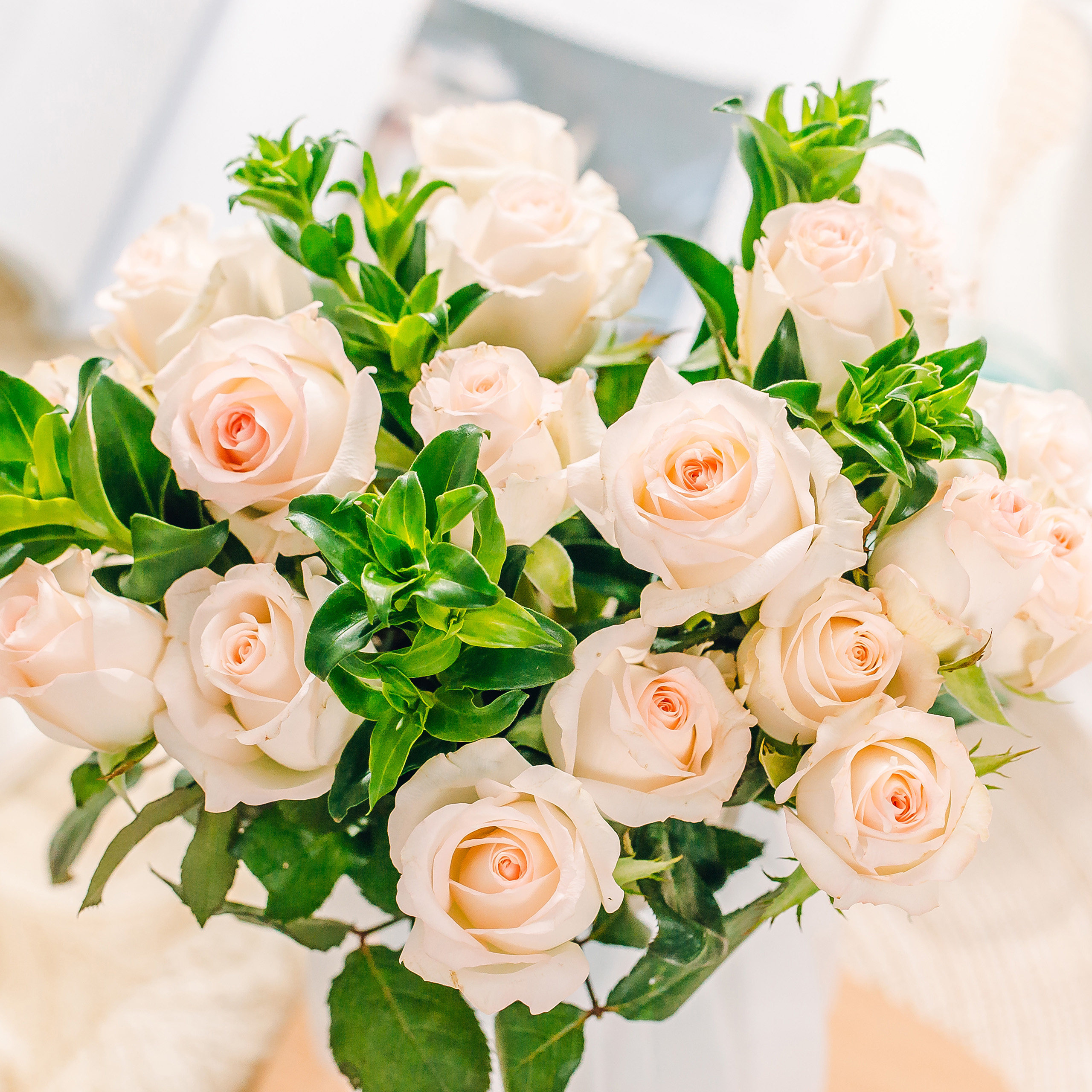 乐作flora|a级小白兔玫瑰 淡粉边 清新甜美 18枝 空运包邮