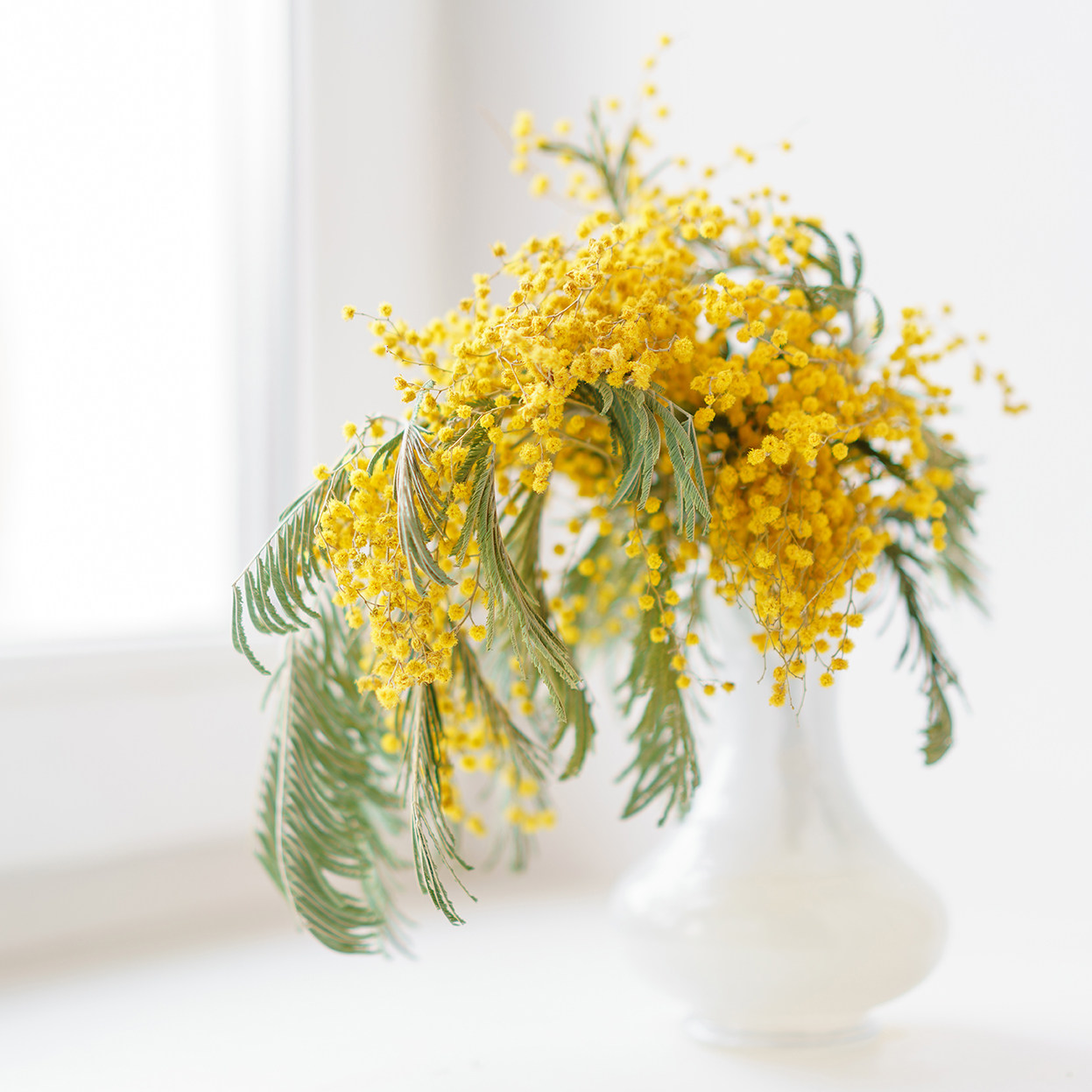 乐作flora金合欢鲜花1束清新美满可做干花55元干花