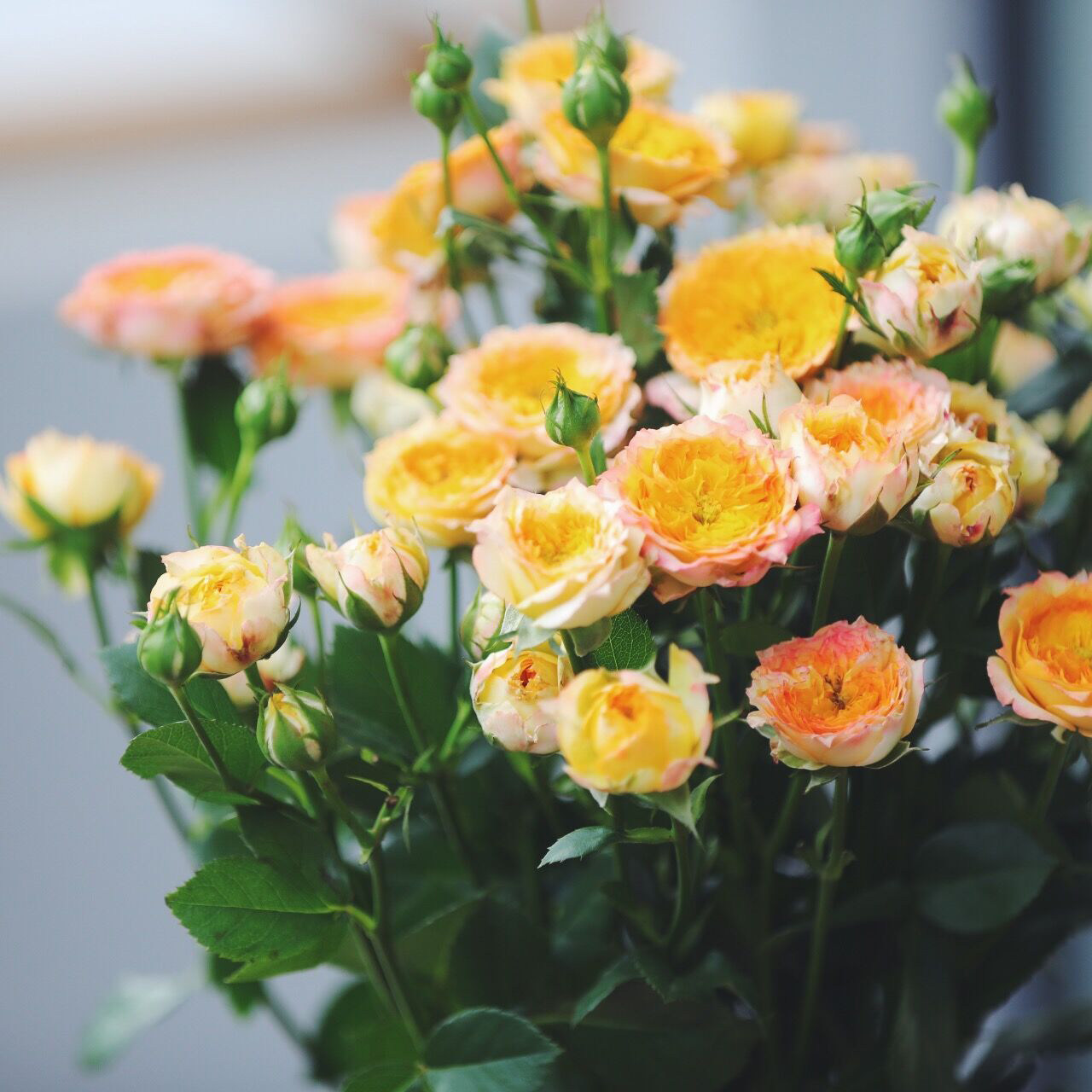 乐作flora|浪漫爱人 多头玫瑰 稀有品种 可作干花 10枝 空运包邮