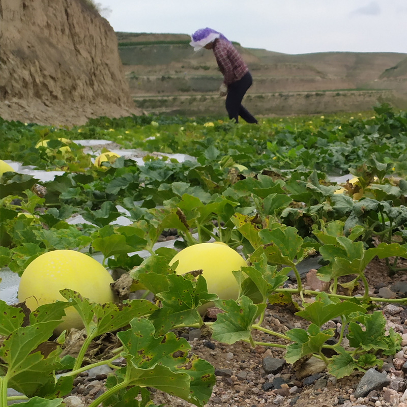 戈壁甘肃白兰瓜瓜州白兰瓜新鲜兰州银帝民勤蜜瓜网纹黄河蜜包邮