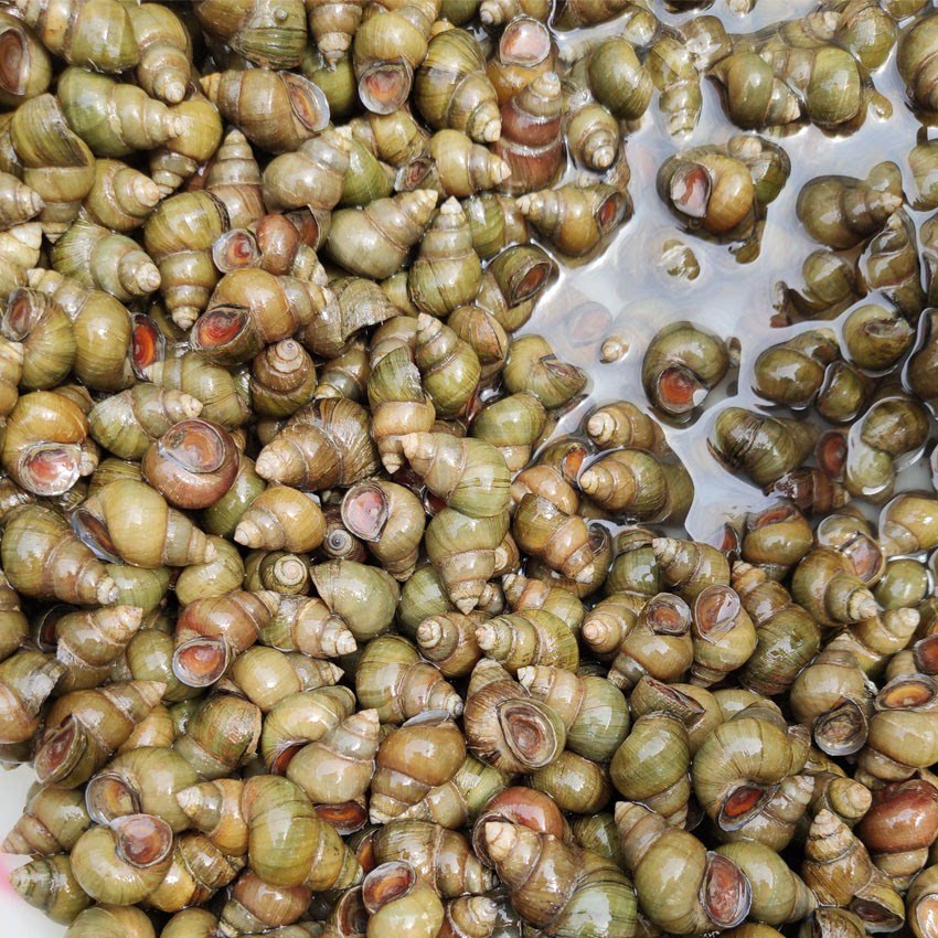 田螺螺蛳农村新鲜小田泥螺小泥螺丝鲜活活的泥螺