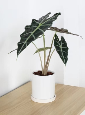 小仙女海芋绿植非洲面具盆栽阔叶