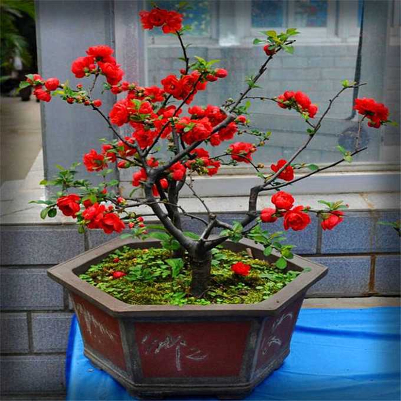西府大苗垂丝绿化苗木庭院盆栽花苗四季开花海棠树苗高杆