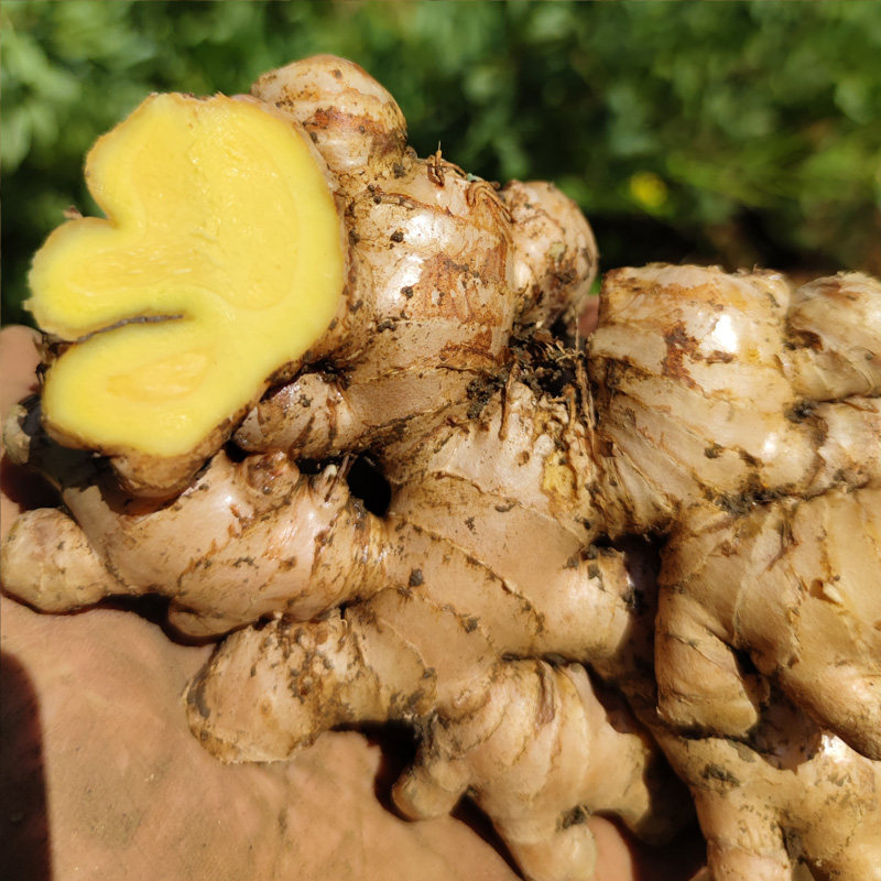 云南罗平小黄黄姜新鲜生姜新嫩姜现挖高山新姜生姜