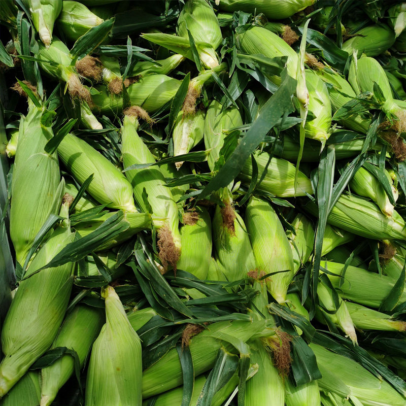 雨哥在云南新鲜水果玉米爆浆甜玉米脆嫩苞谷棒现摘净重7斤以上