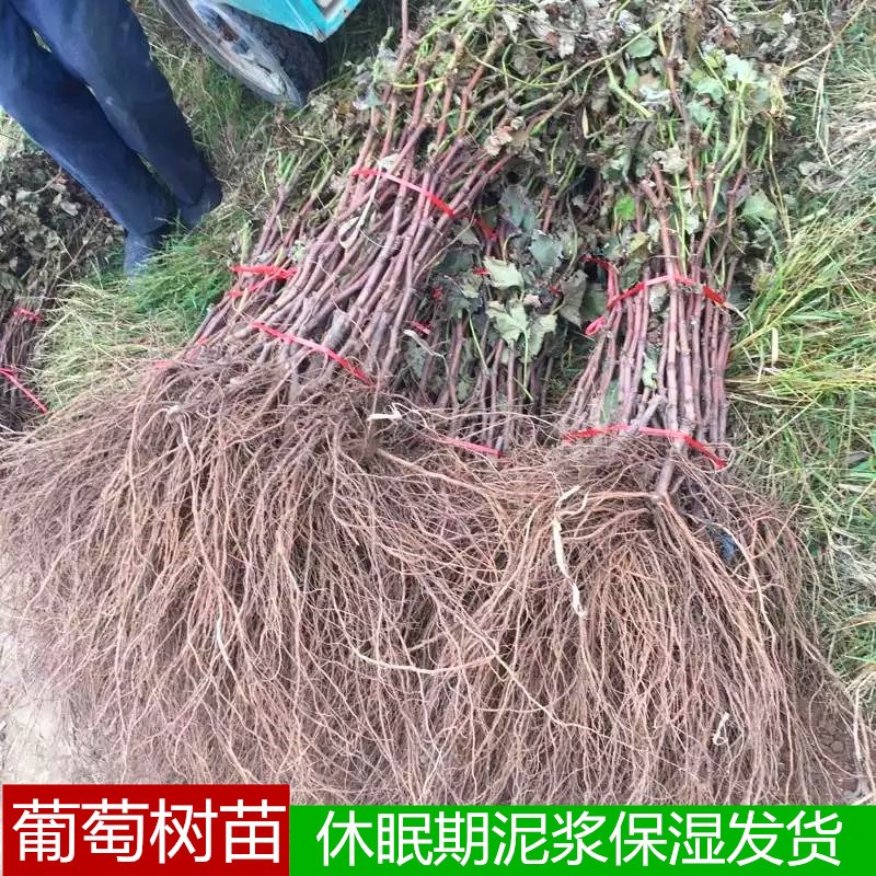 树苗葡萄新品日本香印翠玉晴王南方北方四季果树