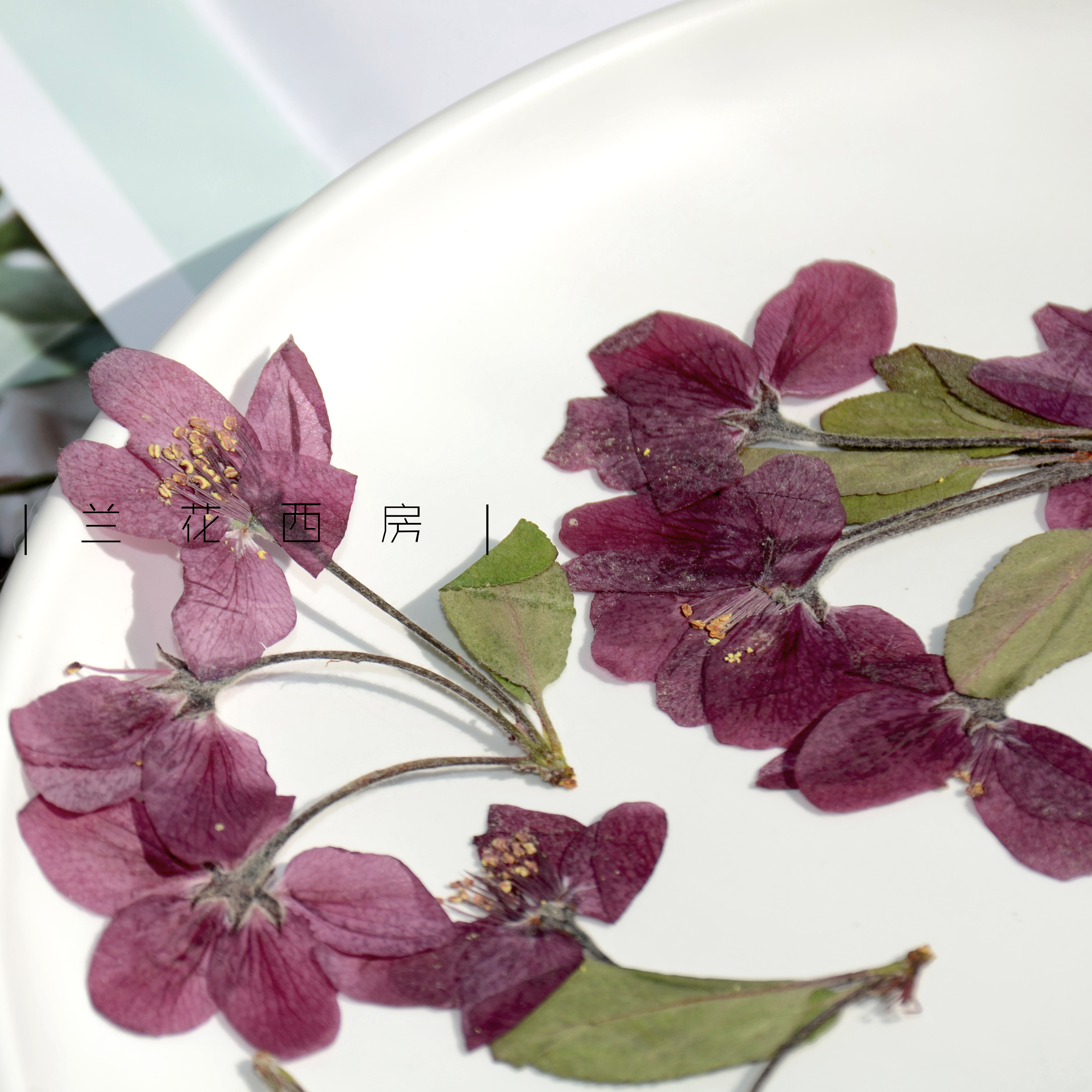 樱花真花压花植物标本滴胶干花手机机壳材料干花