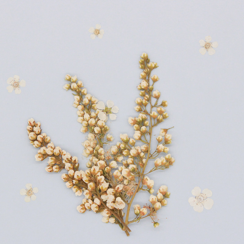 珍珠梅连枝花苞干花压花diy手工滴胶手机壳押花干花