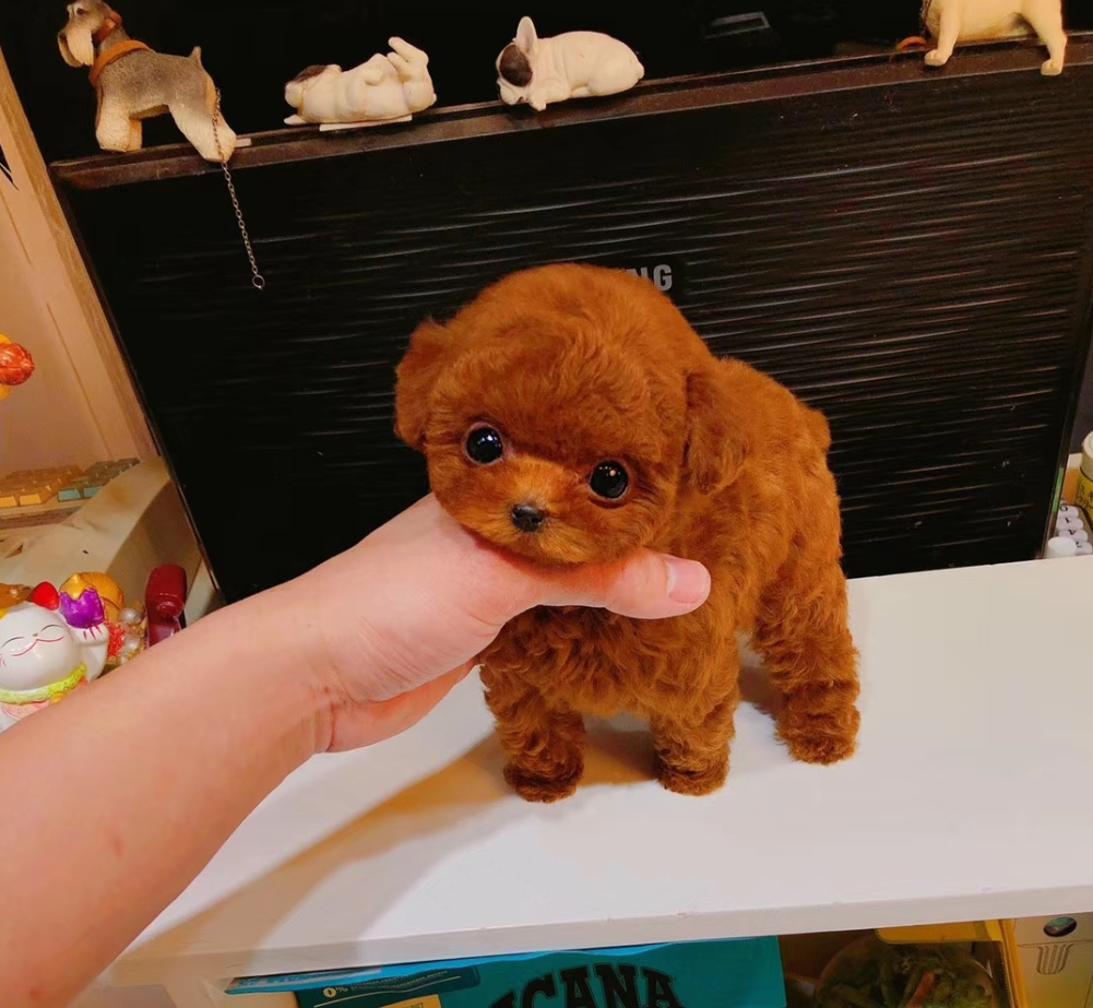 泰迪幼犬茶杯灰色玩具小体纯种博美不大宠物狗狗狗