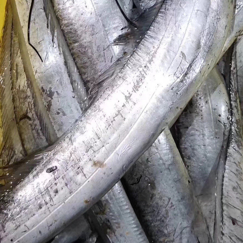 整条特级大舟山油带鱼新鲜当天舟山小眼睛带鱼油带鲜活非冰冻海鲜