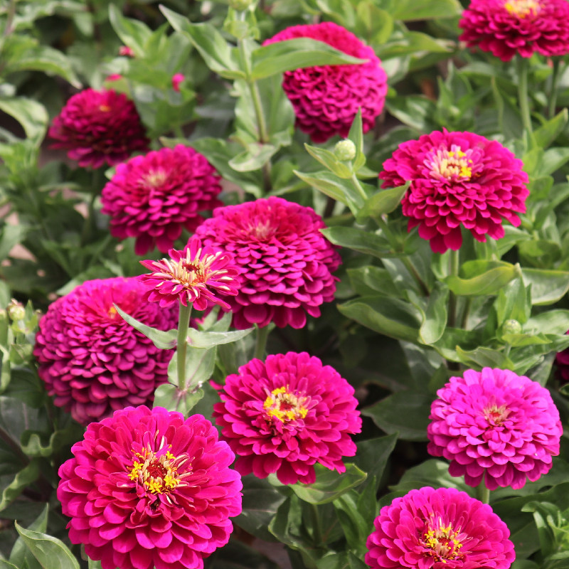 百日草花种子四季易种室外庭院阳台景观花海百日菊花种籽开花不断