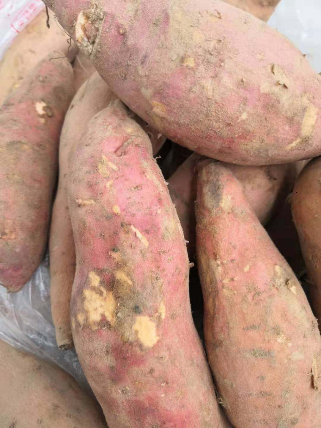 豫南山地红薯/地瓜/番薯/大红薯/甘薯/软糯红心薯五斤装包邮