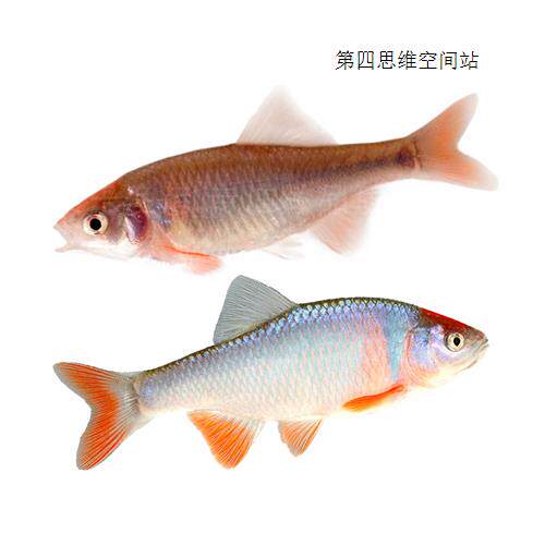 彩虹精灵鱼卢伦真小鲤原生冷水耐寒群游草缸活体鱼