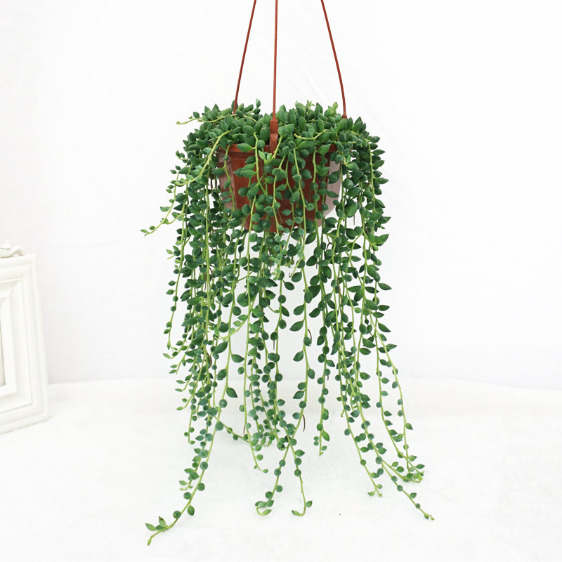 植物情人泪多佛珠吊兰盆栽室内金边翡翠珠多绿植
