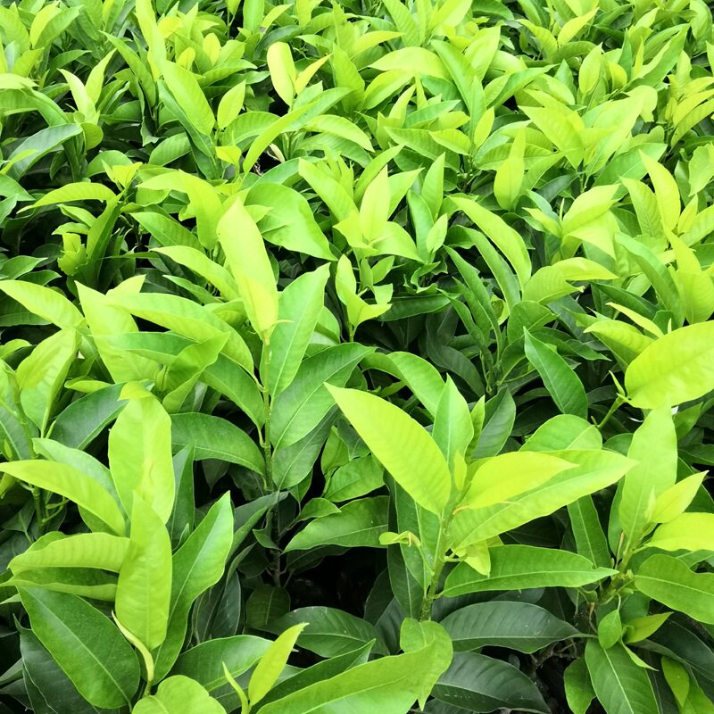 白兰花树苗室内植物白玉兰盆栽花苞四季开花庭院绿植